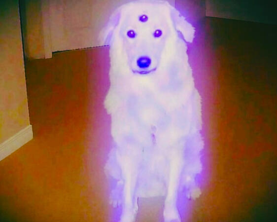 DOG PFP by TastThatTea™